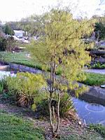 Acer palmatum cv Koto no ito (fam Aceracees) (Photo F. Mrugala) (1)